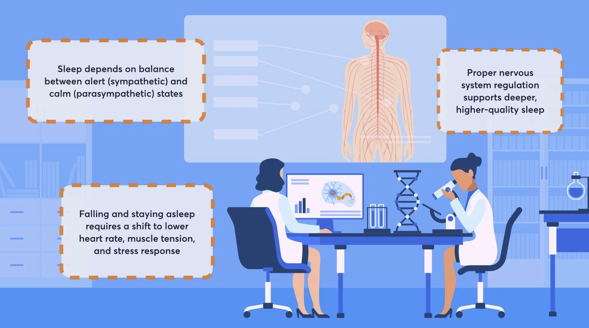 Nervous system and sleep